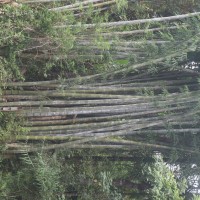 Dendrocalamus giganteus Munro